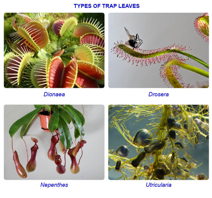 Chapter 5- Morphology of flowering plants- Modifications of leaf (Notes